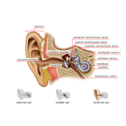 Audiometry: Understanding Your Hearing Health